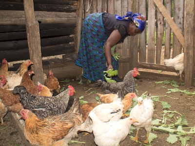 Chicken breeding in Naivasha